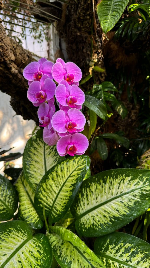 Orquídea rosa