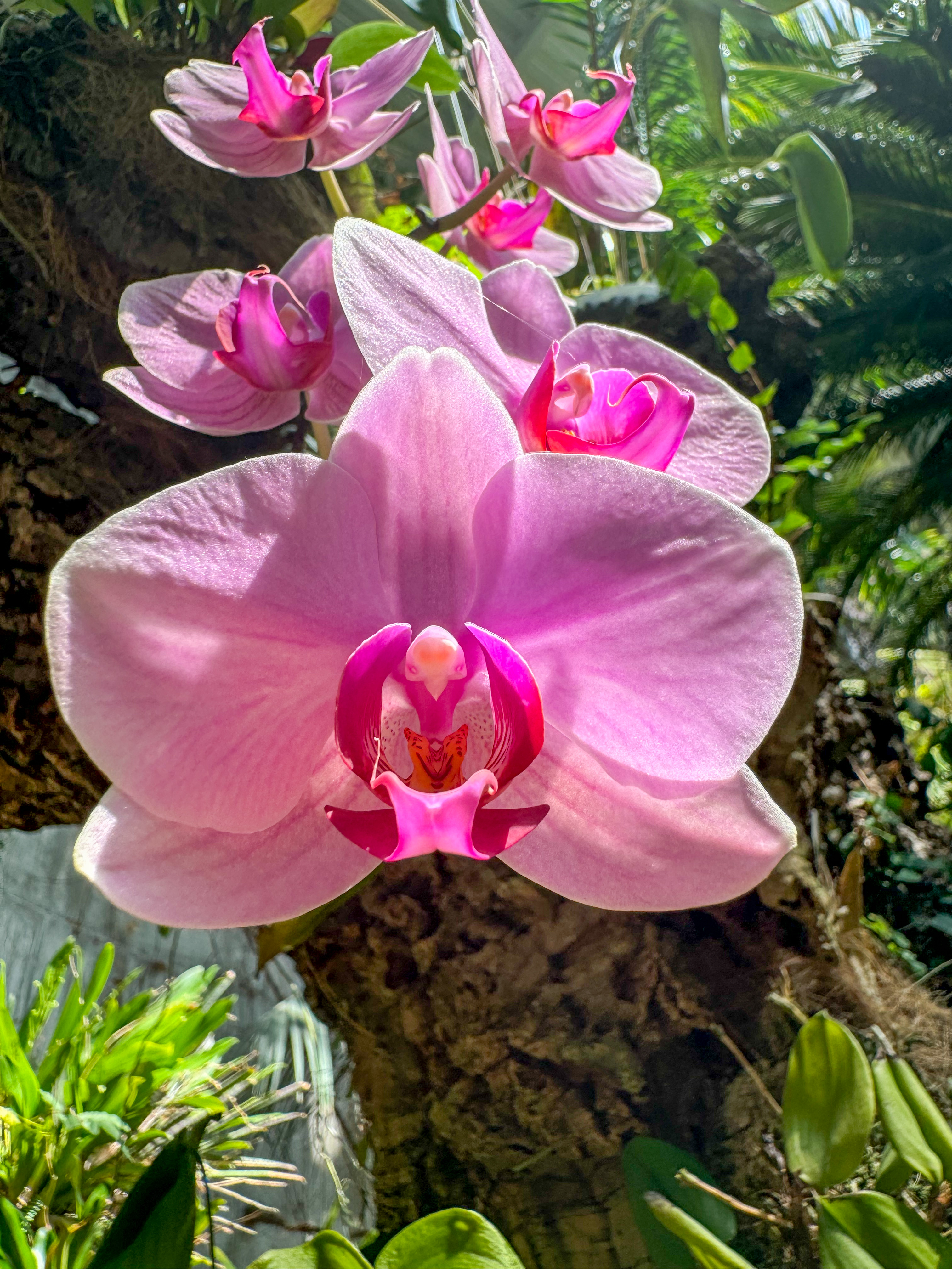 Orquídea rosada