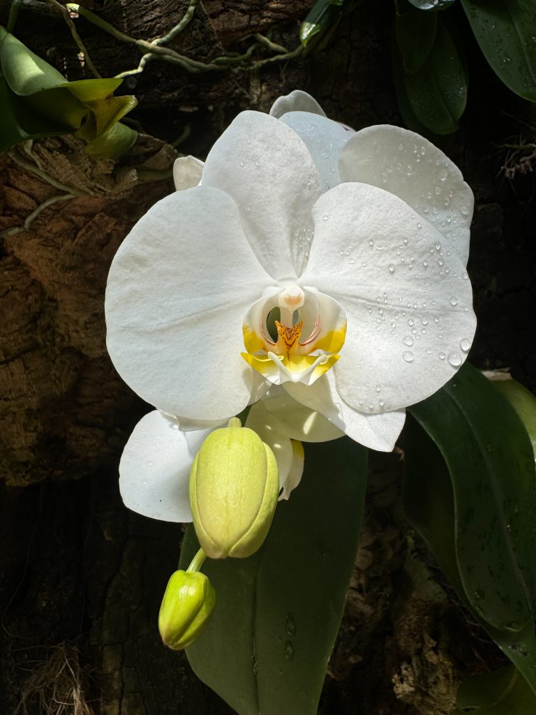 Orquídea blanca