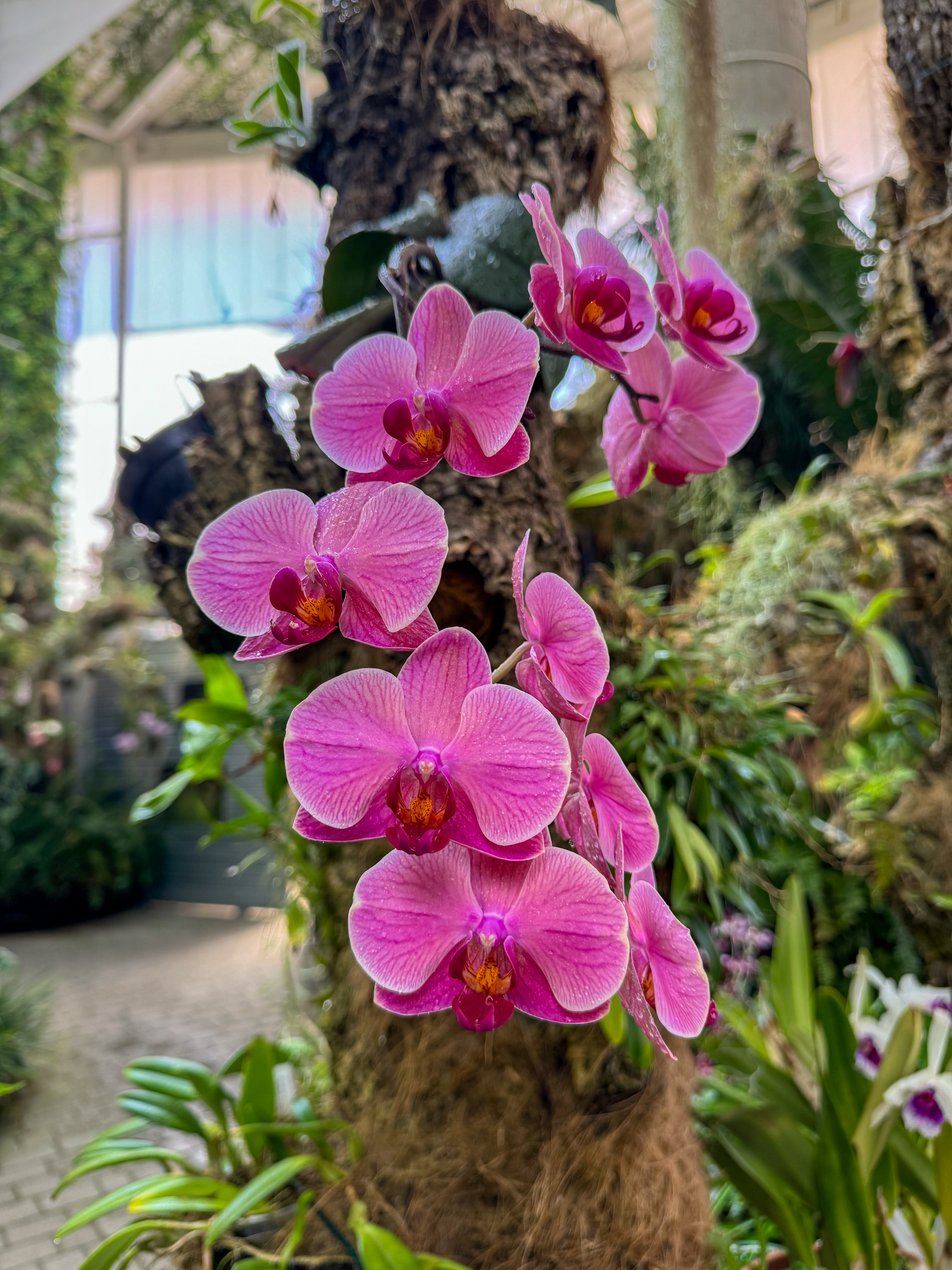 Orquídea en flor 