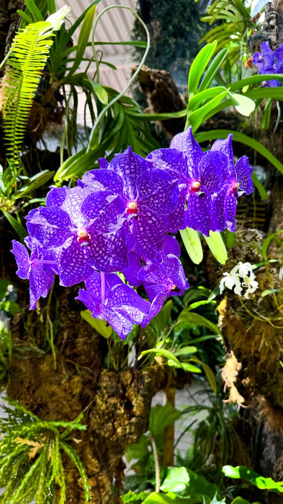 Orquídea Vanda